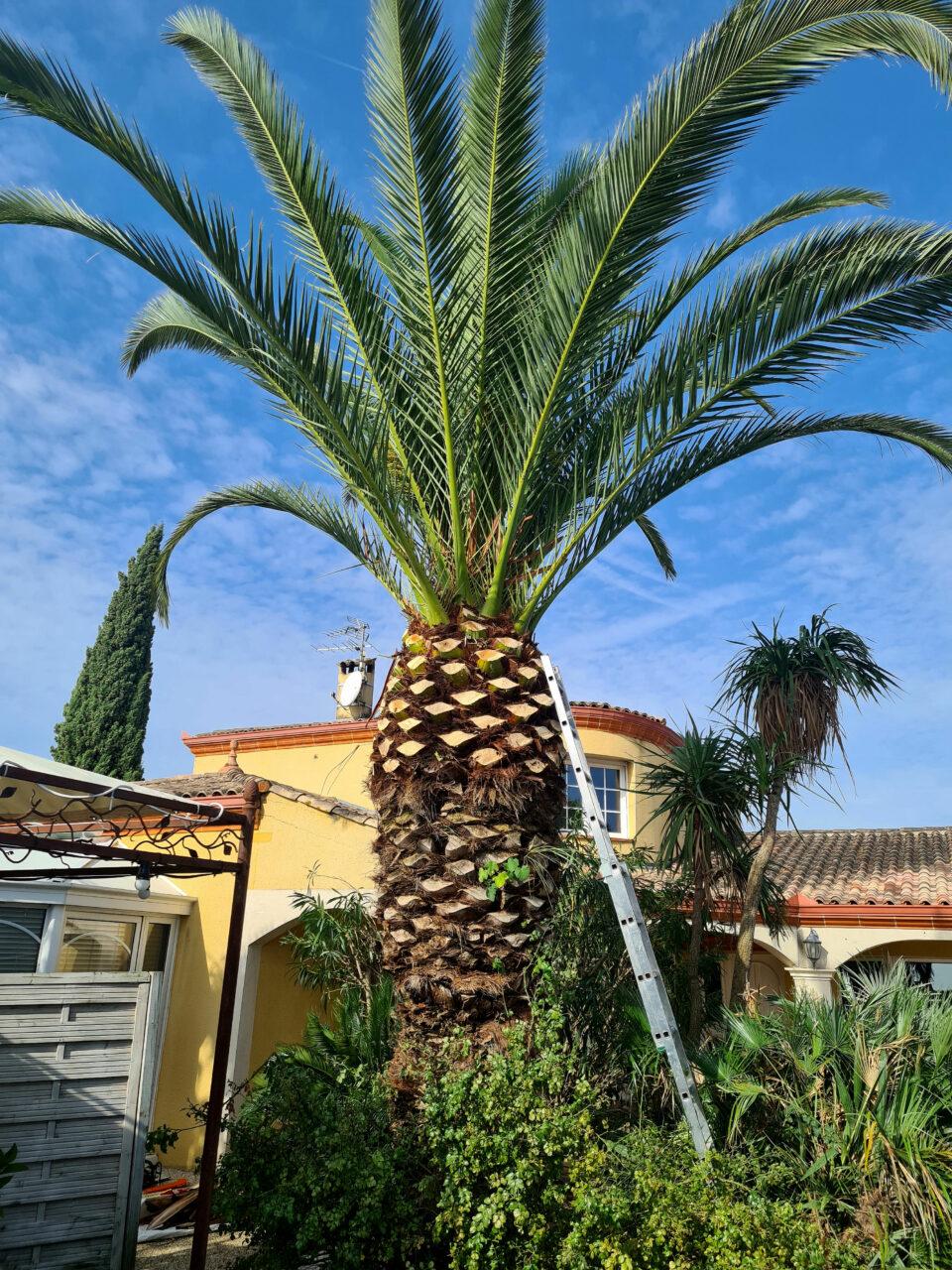 Réalisation Elag'Arbres 31