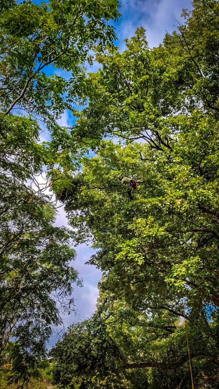 Réalisation Elag'Arbres 31