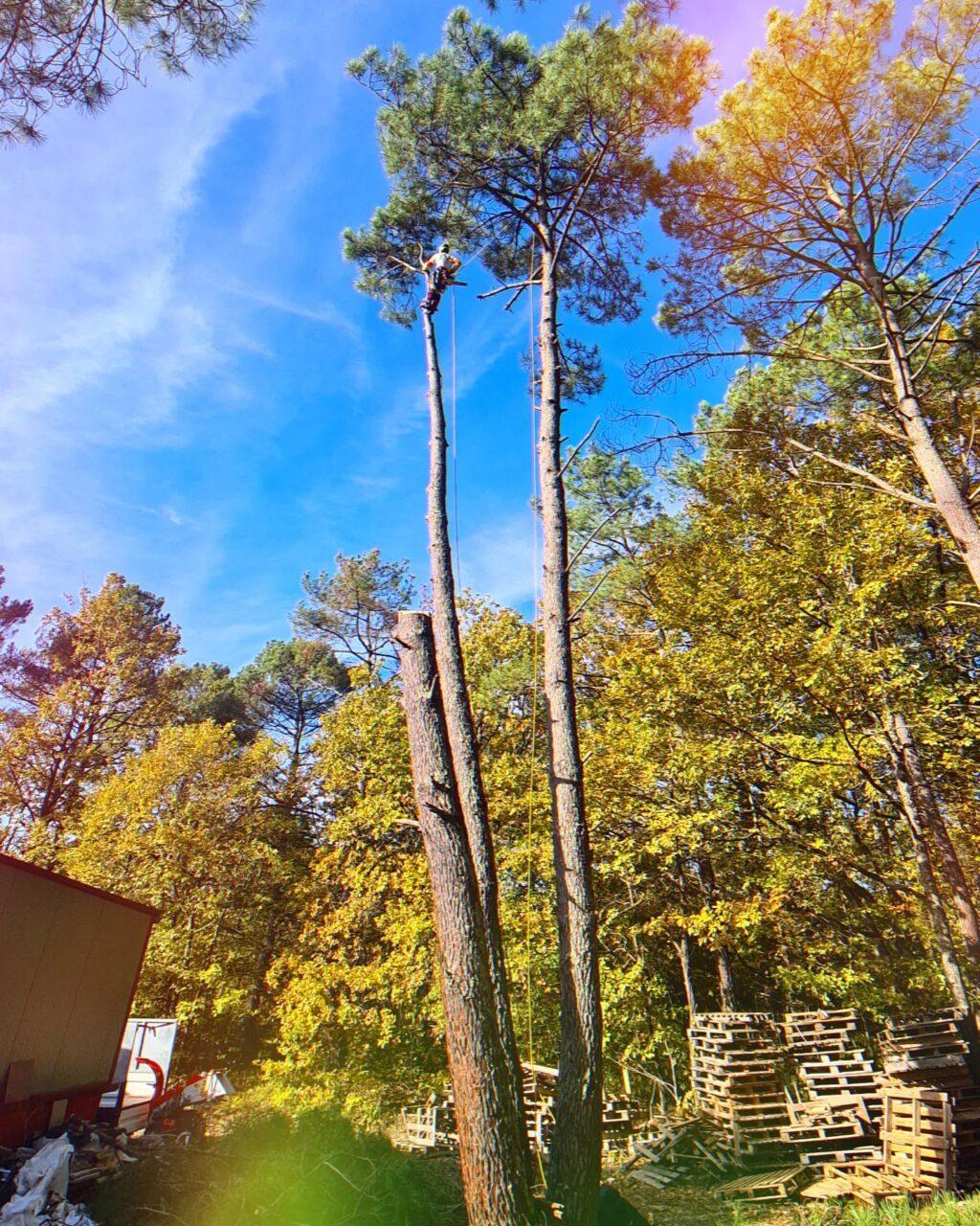 Réalisation Elag'Arbres 31