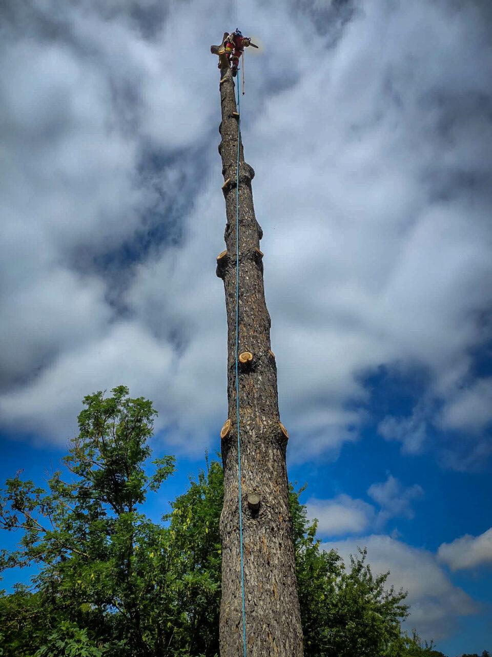 Réalisation Elag'Arbres 31
