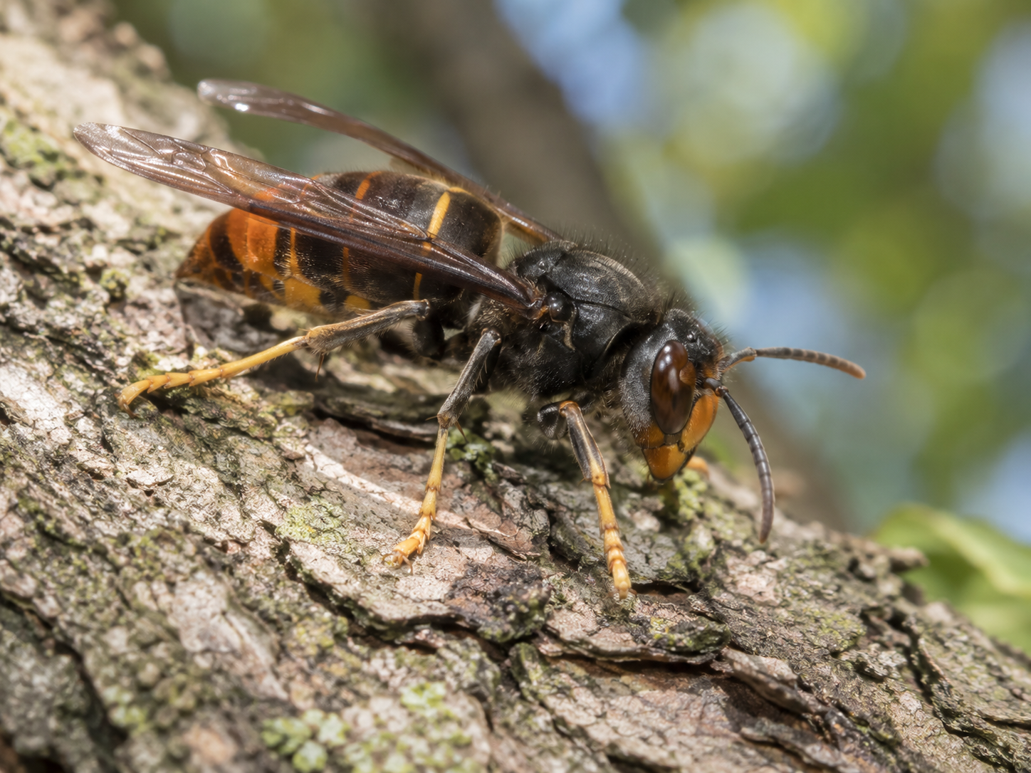 Frelon asiatique sur l'écorce d'un arbre, corps noir avec bande orangée et pattes jaunes