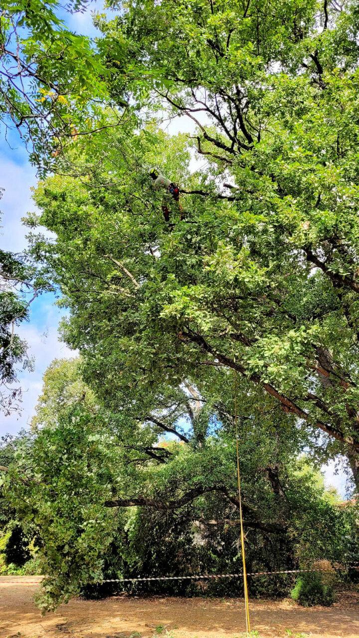 Réalisation Elag'Arbres 31