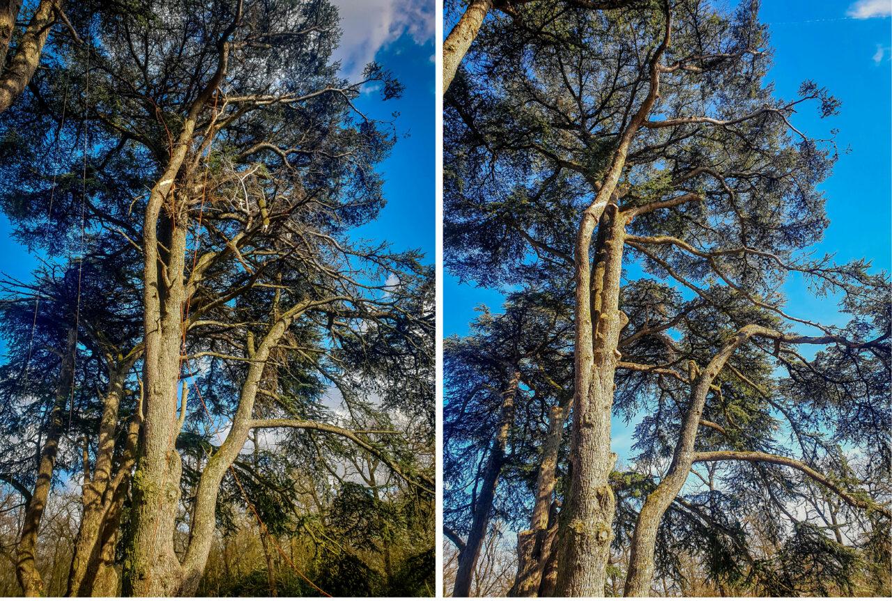 Réalisation Elag'Arbres 31