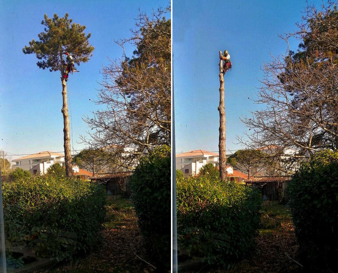 Réalisation Elag'Arbres 31