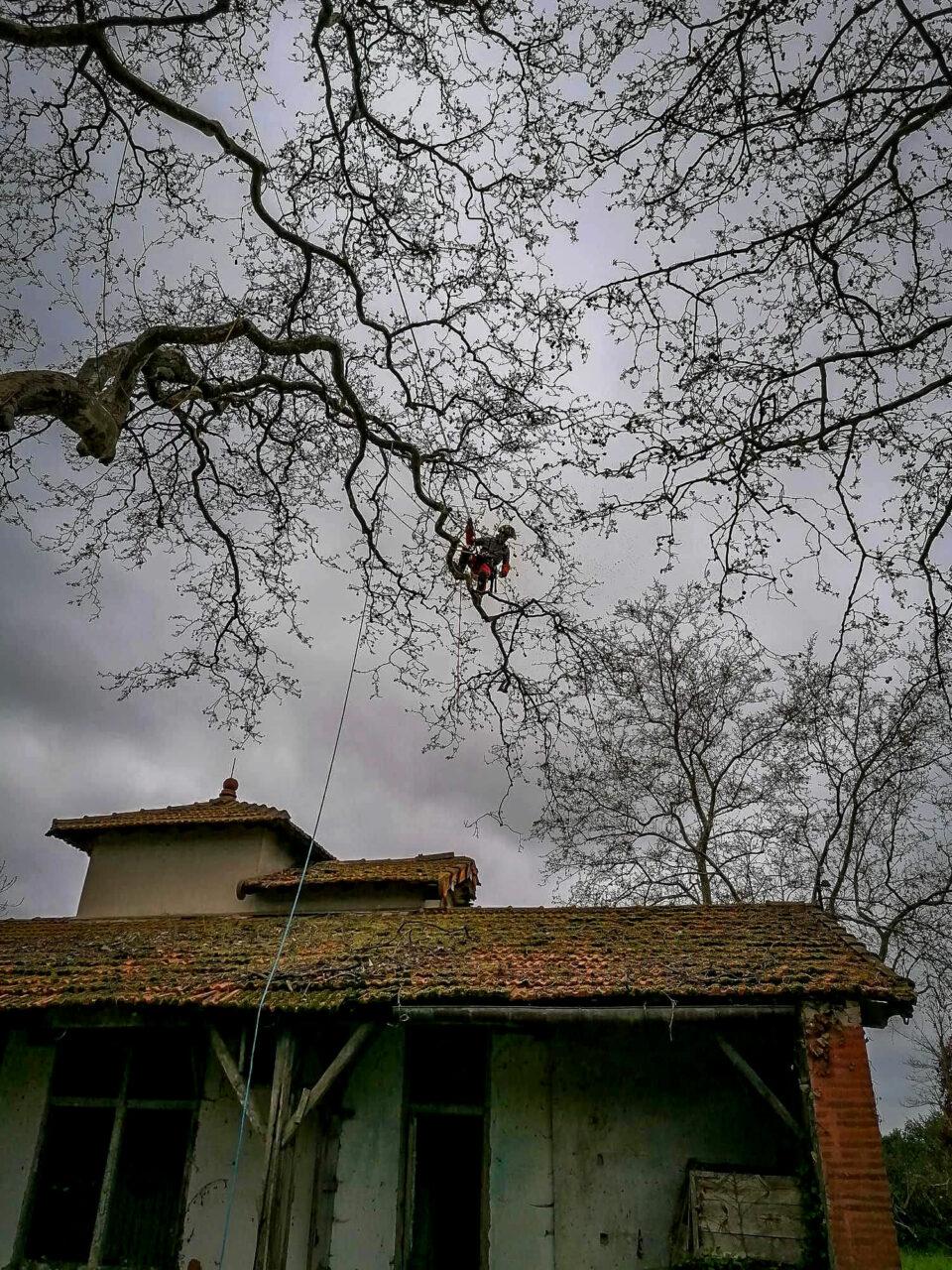 Réalisation Elag'Arbres 31