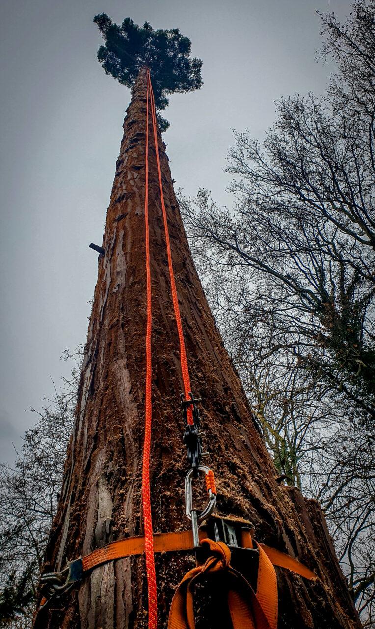Réalisation Elag'Arbres 31