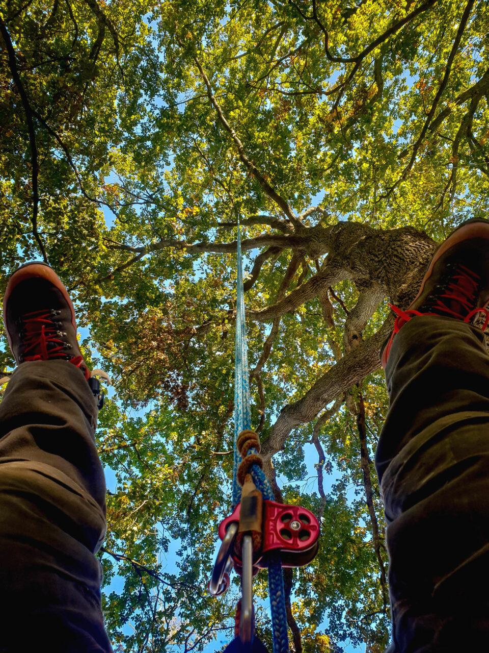 Réalisation Elag'Arbres 31