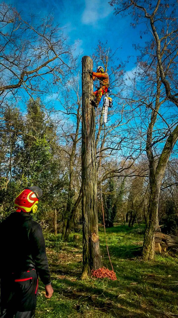 Réalisation Elag'Arbres 31
