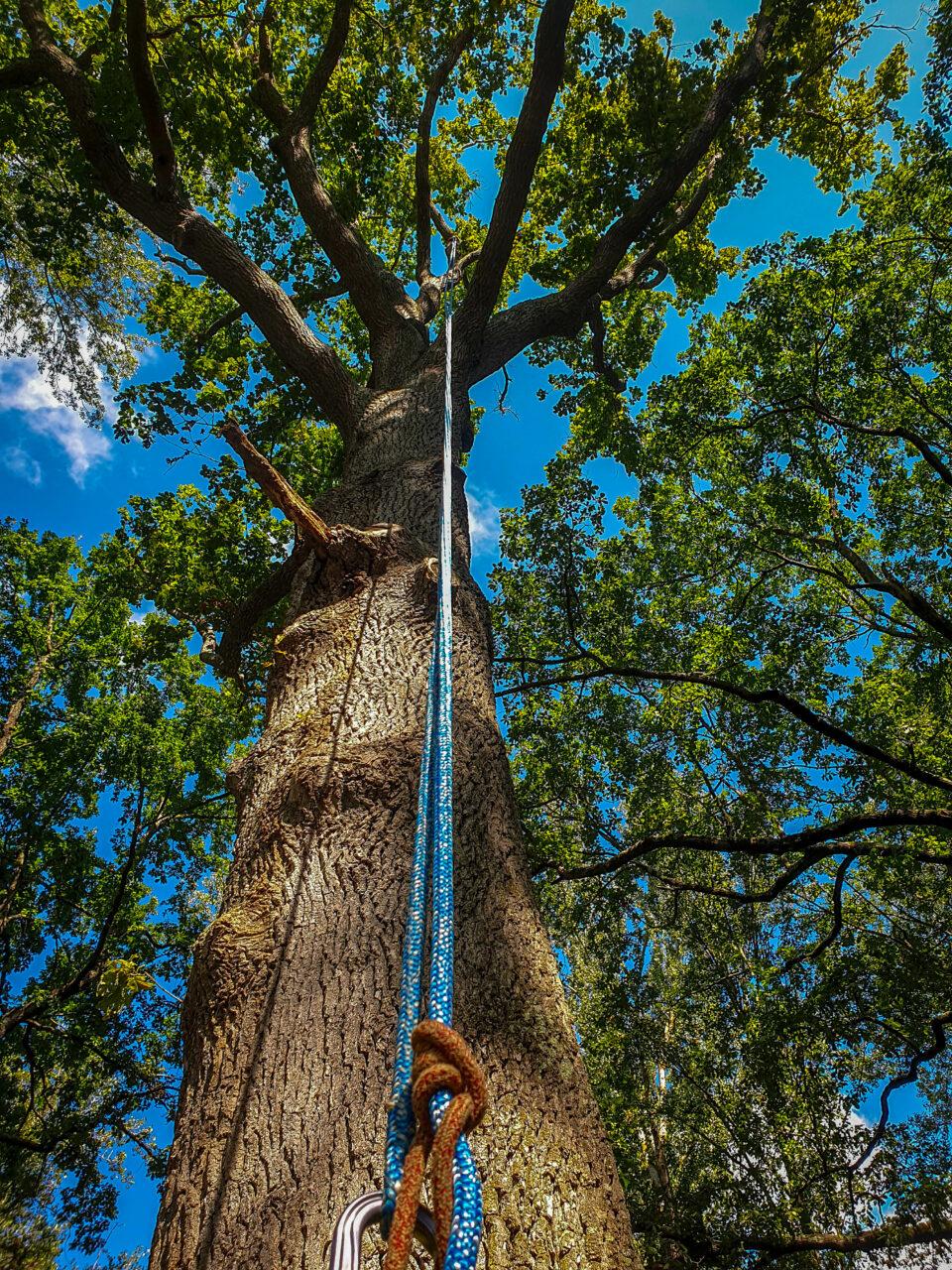 Réalisation Elag'Arbres 31