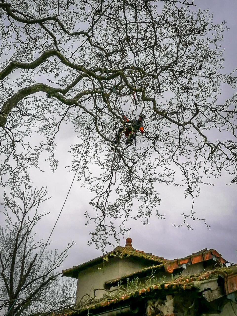 Réalisation Elag'Arbres 31