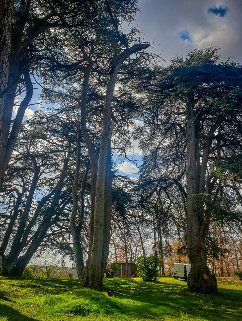 Réalisation Elag'Arbres 31
