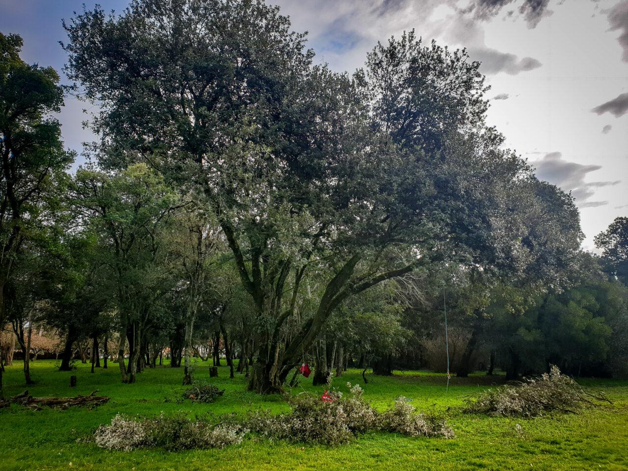 Réalisation Elag'Arbres 31