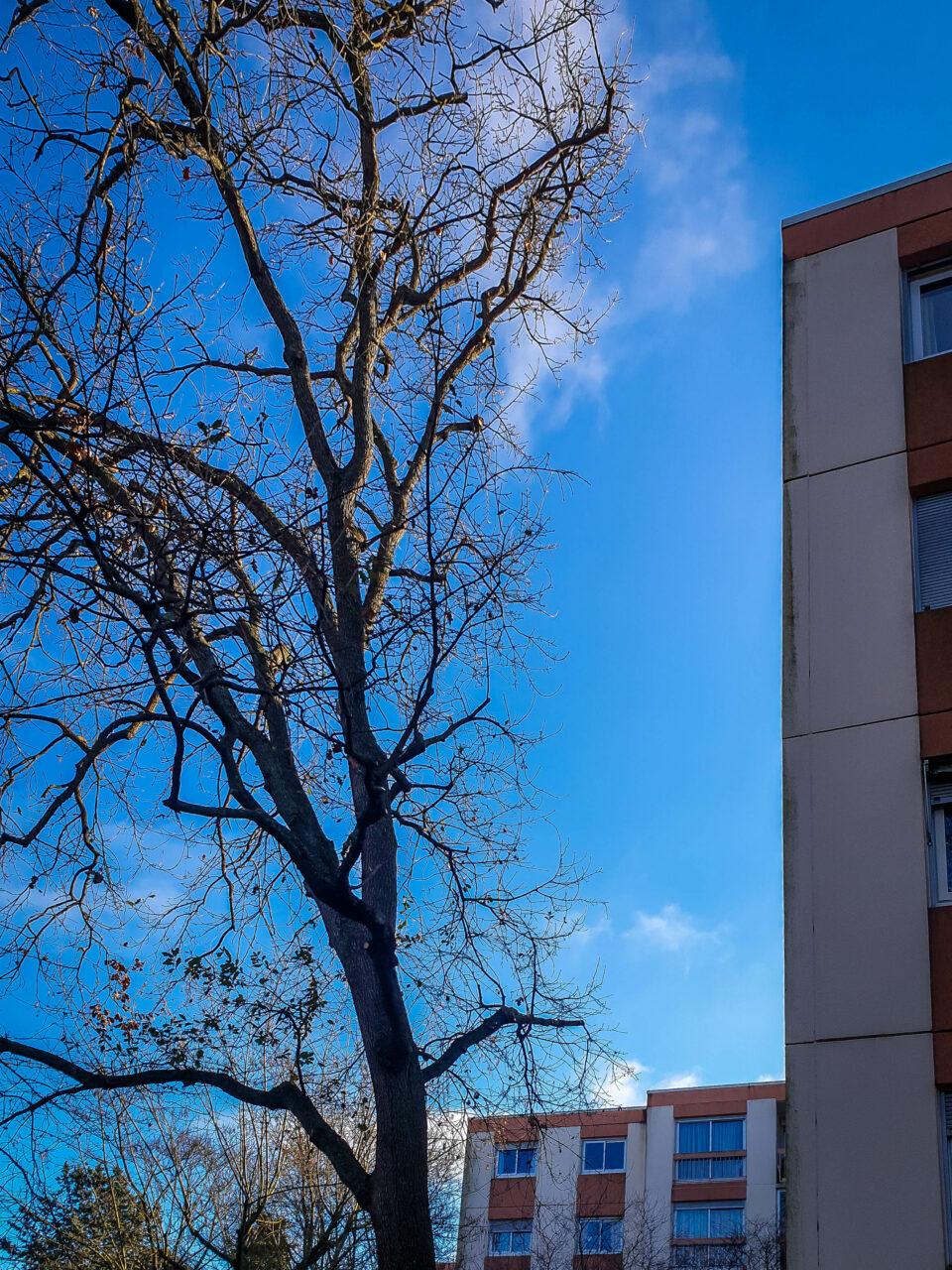 Réalisation Elag'Arbres 31