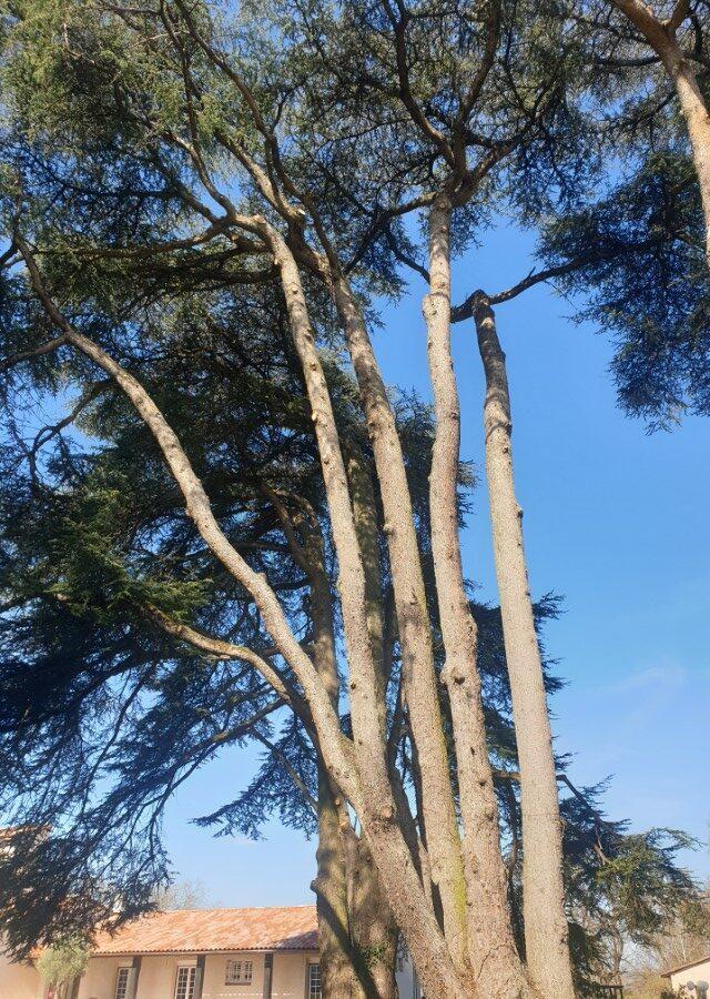 Réalisation Elag'Arbres 31