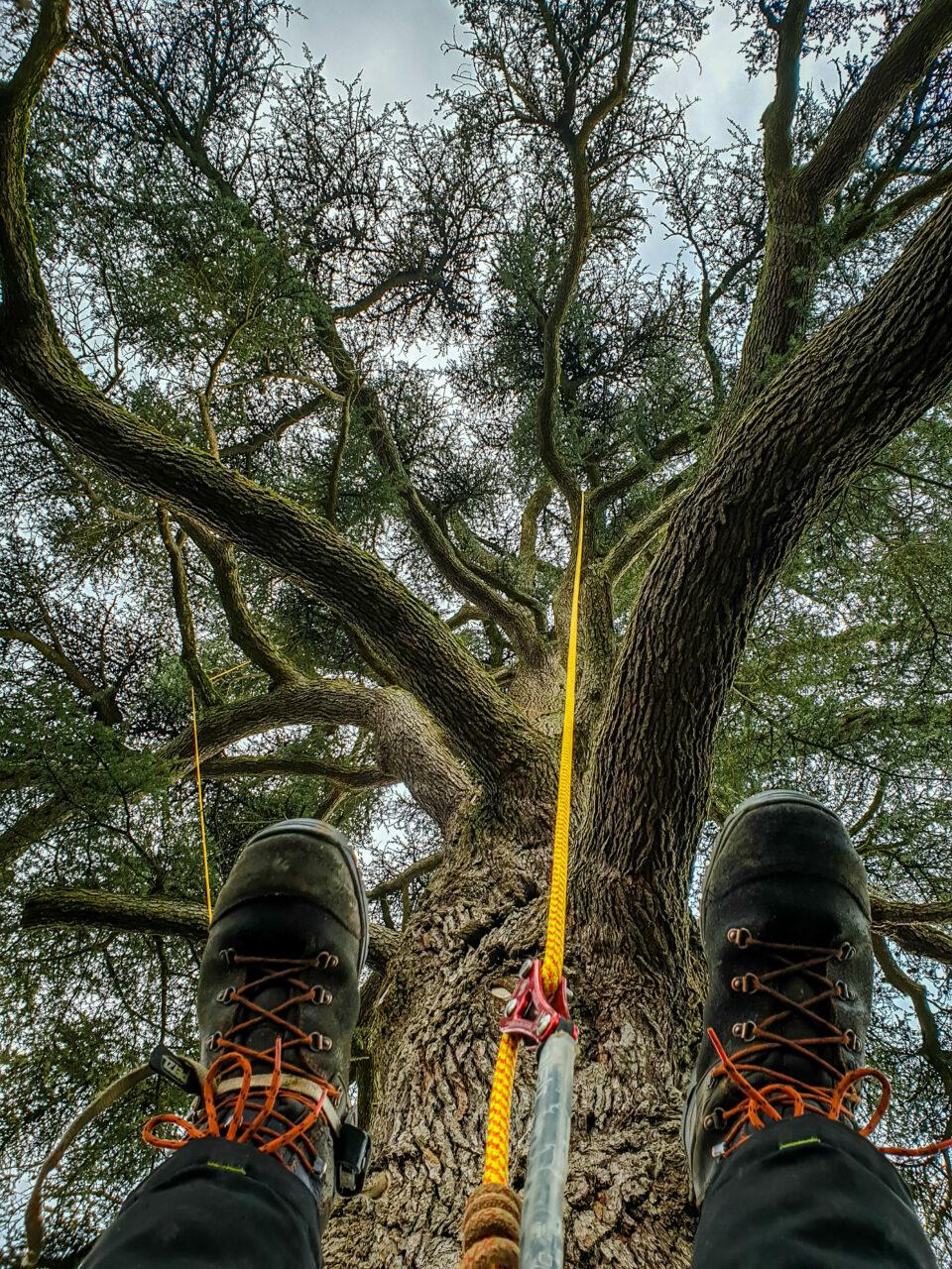 Réalisation Elag'Arbres 31