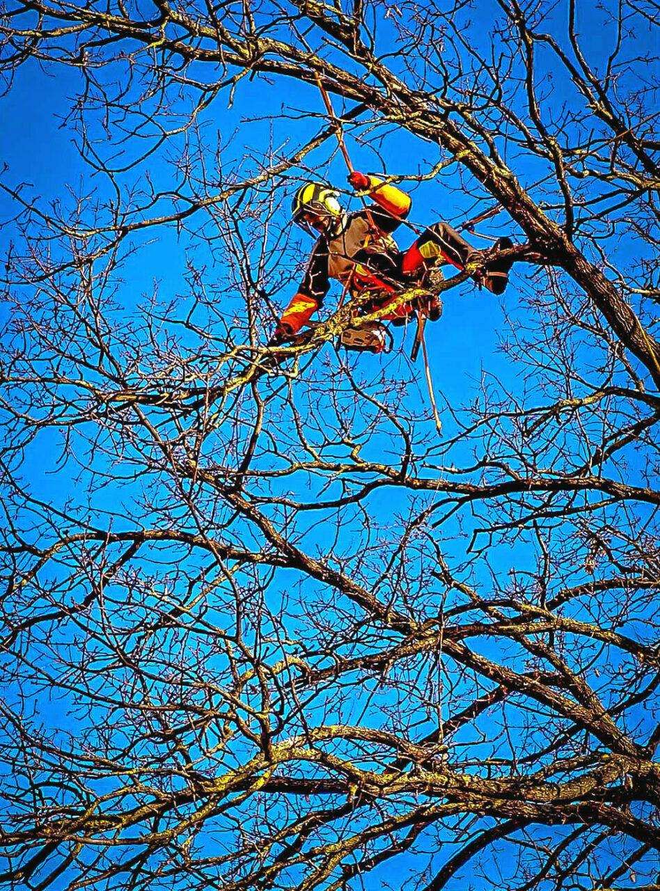 Réalisation Elag'Arbres 31