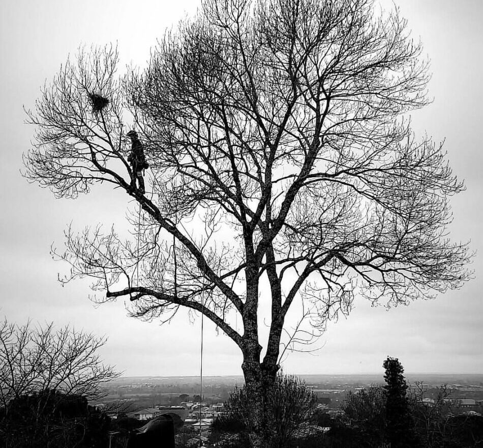 Réalisation Elag'Arbres 31